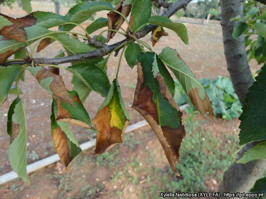 Xylella fastidiosa